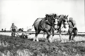 Crops Prints: West Hallam ploughing match - Mr Gerald Taylor of Gotham Nottingham 2nd in the Ploughing