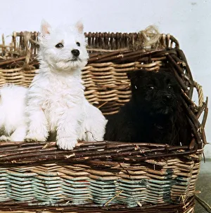 West Highland White and Scottish Terrier pups - February 1967