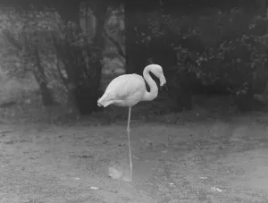 00002 Prints: wet weather scenes at London Zoo Freddy the flamingo DM 15 / 3 / 1951 Staff