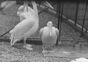 wet weather scenes at London Zoo Percy the pelican DM 15 / 3 / 1951 Staff