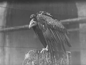 00002 Prints: wet weather scenes at London Zoo Vulture DM 15 / 3 / 1951 Staff Photo F W
