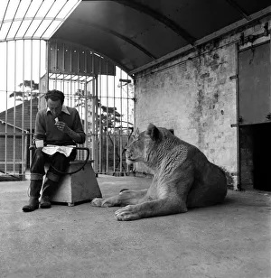 00021 Prints: Whats for dinner? Keeper D. G. Benson lunches in Simba the lionesses Cage