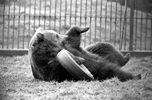 Whipsnade Zoo. Brown Bears. March 1975 75-01658-016