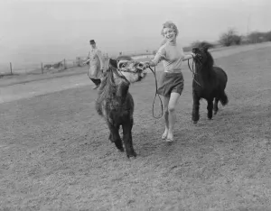 Whipsnade Zoo Shetland Pony Tommy'with Veronica Hurst 2 / 3 / 1952