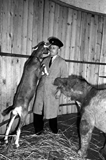 Whipsnade Zoo. Valli the elephant with her goat companion Ethel and the zoo keeper