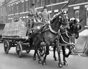 Whiskey and Rum take a spirited jog-trot round Newcastle in full floral decoration to