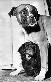 Size Prints: Whispa the boxer dog and his friend Lisa, a long-haired miniature daschund