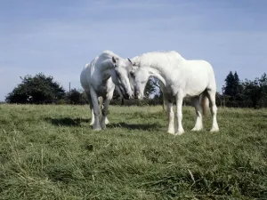 Grass Prints: Two whitbread shire horses on holiday on a farm at Matfield near Tonbridge