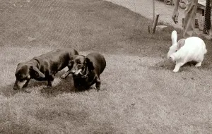 White Rabbit following two small dark lap dogs August 1970