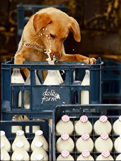 The white stuff Goldie the Retriever who is a milkaholic February 1992