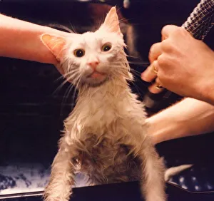 00180 Prints: A white tom cat called Sidney being dried after having his fur washed