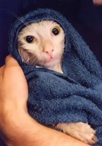 00180 Prints: A white tom cat called Sidney getting warmed and dried in a towel after having a good
