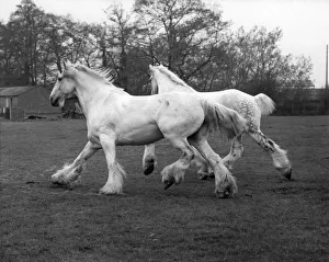 Galloping Prints: Whitebread shires Pride and Prejudice on their summer break at Paddock Wood