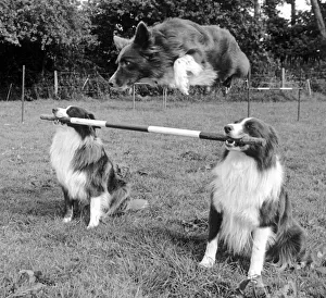 Leap Prints: Whizz the border collie leaps over the bar held by his pals at Rugby Dog Training Centre