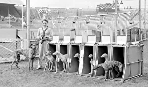 Who goes first? Greyhound puppies at Wembly stadium at the start of their training