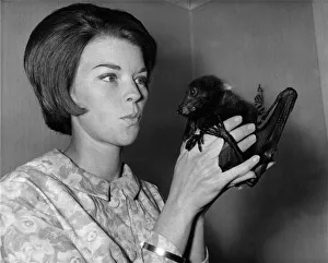 Relationship Prints: Who would think that a bat makes a good pet? This picture shows just how charming a bat