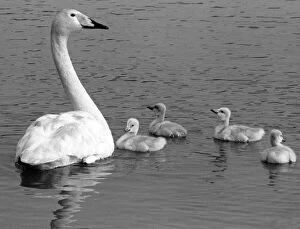 00047 Collection: This Whooper swan and her cygnets are one of the attractions of Washingto Waterfowl Park