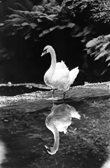 Whos a pretty boy then? This swan fell in love with his refelction while paddling in