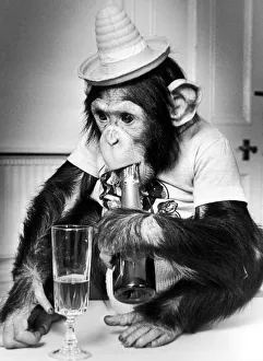 Humourous Prints: Whos a tee-totaller? Not me! Flynn the Chimpanzee lives at Twycross Zoo