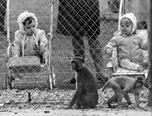 Children Only Prints: Whos watching who? Two young girls watch the monkeys at Coventry Zoo