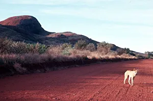 00134 Prints: Wild Dingo pictured near'The Olgas'in the Northern Territories Australia