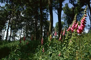 Wild flowers grow in the shade of Beachwood near Rotherfield Peppard in Oxon