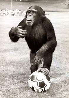 Chimpanzee Prints: William the chimp with his football at Twycross Zoo in Leiciestershire October 1987