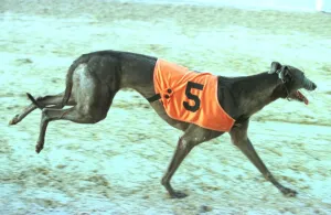 00184 Prints: Wilma after winning at Poole 1998 Wilma the greyhound who ran away from racetrack