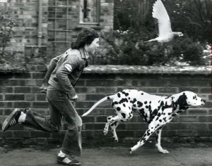 Winifield the dalmatian dog running down the stret with owner 12 year old John Cornell