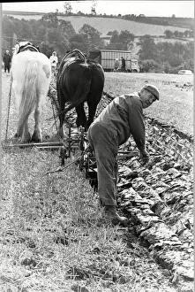 Crops Prints: Winner Eddie Appleyard ploughs and sows seeds at the ploughing & hedgecutting