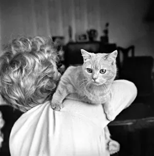 Images Dated 17th April 1970: Show Winning Cat: Tewhit Cream Pelmet a show winner for Mrs