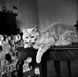 Images Dated 17th April 1970: Show Winning Cat: Tewhit Cream Pelmet a show winner for Mrs