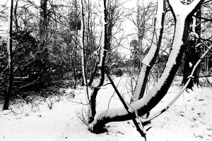 00111 Prints: Winter Weather - Snow Scenes 11 March 1982 - Rural scene in Northumberland, woods