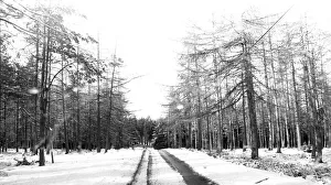 Winter Weather - Snow Scenes 11 March 1982 - Rural scene in Northumberland
