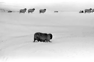 Core53 Prints: Winter Weather - Snow Scenes 15 February 1986 - Rural scene in Northumberland