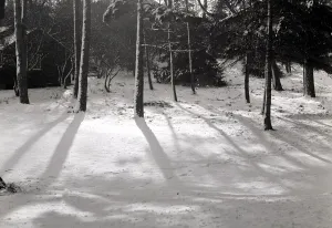 00183 Prints: Wintery scene in a park in Hertfordshire weather seasons winter snow snowy