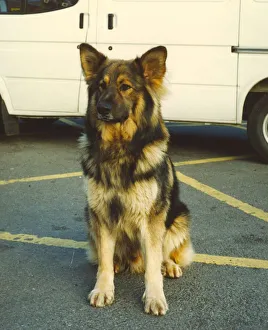 Wolf the police dog enjoying life as a police dog at Jarrow Police Station