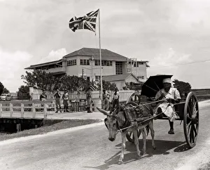 South America Prints: A woman driving a donkey and cart past the Carib Hotel Georgetown British Guiana where