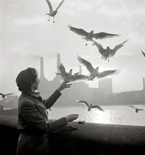 Skyline Prints: Woman feeds birds by the river Pigeons doves gulls water Riverside view