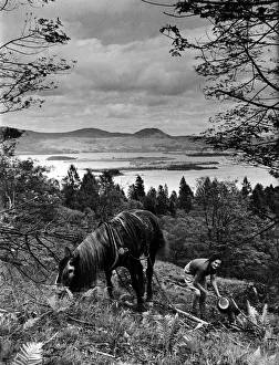 Trees Prints: Woman and horse at Loch Lomond. Loch Lomond is a freshwater Scottish loch which crosses