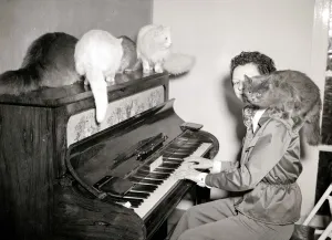 Woman playing the piano to cats of various breeds February 1954