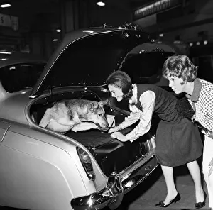 Woman putting her pet dog in the back of a Bentley car at the Earls Court Motor show