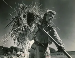 Woman working in the field, harvesting the crops wearing a headscarf