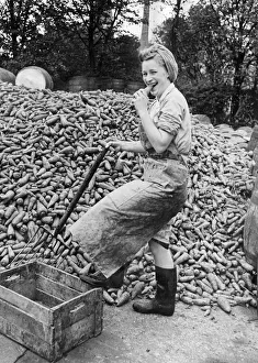 00075 Prints: A woman working at Wisbech Smedleys cannery takes a bite out of one of the ten tons of