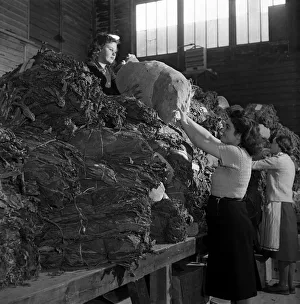 00017 Prints: Women curing tobacco at the British Pioneer Tobacco Growers Association at Cookham
