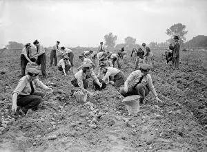 Women Gathering Potatoes in Field - 1941 Women doing mens jobs during the war