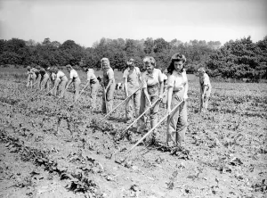 Harvest Prints: Women of the Land Army Gathering Potatoes in Field - 1941 Women doing mens jobs