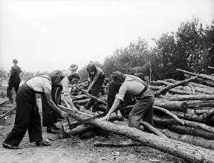 War Effort Prints: Women lumberjacks sawing felled tress 1941 women doing mens jobs during the war