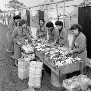 Women mushroom pickers. circa 1963