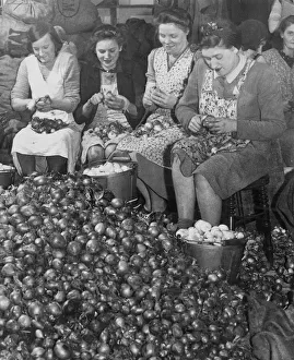 00073 Prints: Women workers peeling thousands of onions that will eventually be pickled in jars